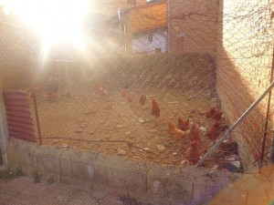 gallinas